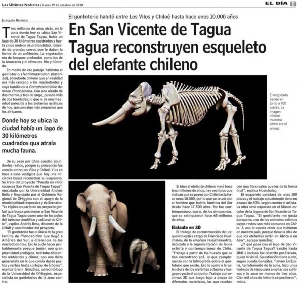 elefante chileno tagua-tagua 